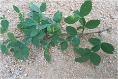 Naringi crenulata